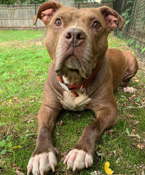 Dog stretching before play